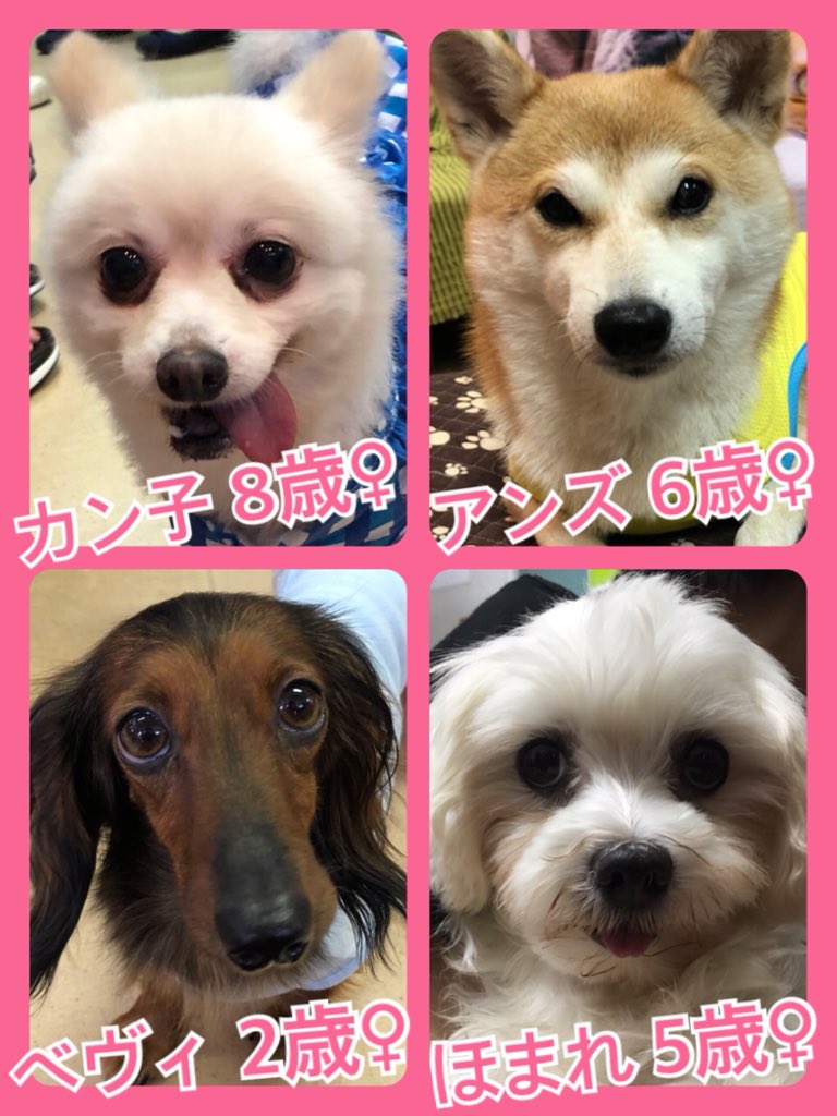 🐾今日の里親様募集中ワンコ🐶メンバーです🐾2019,8,23